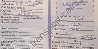 Model pasaport transport-caini.net