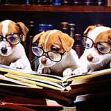 Procedura Transport Caini