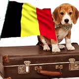 Transport Caini Belgia