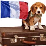 Transport Caini Franta